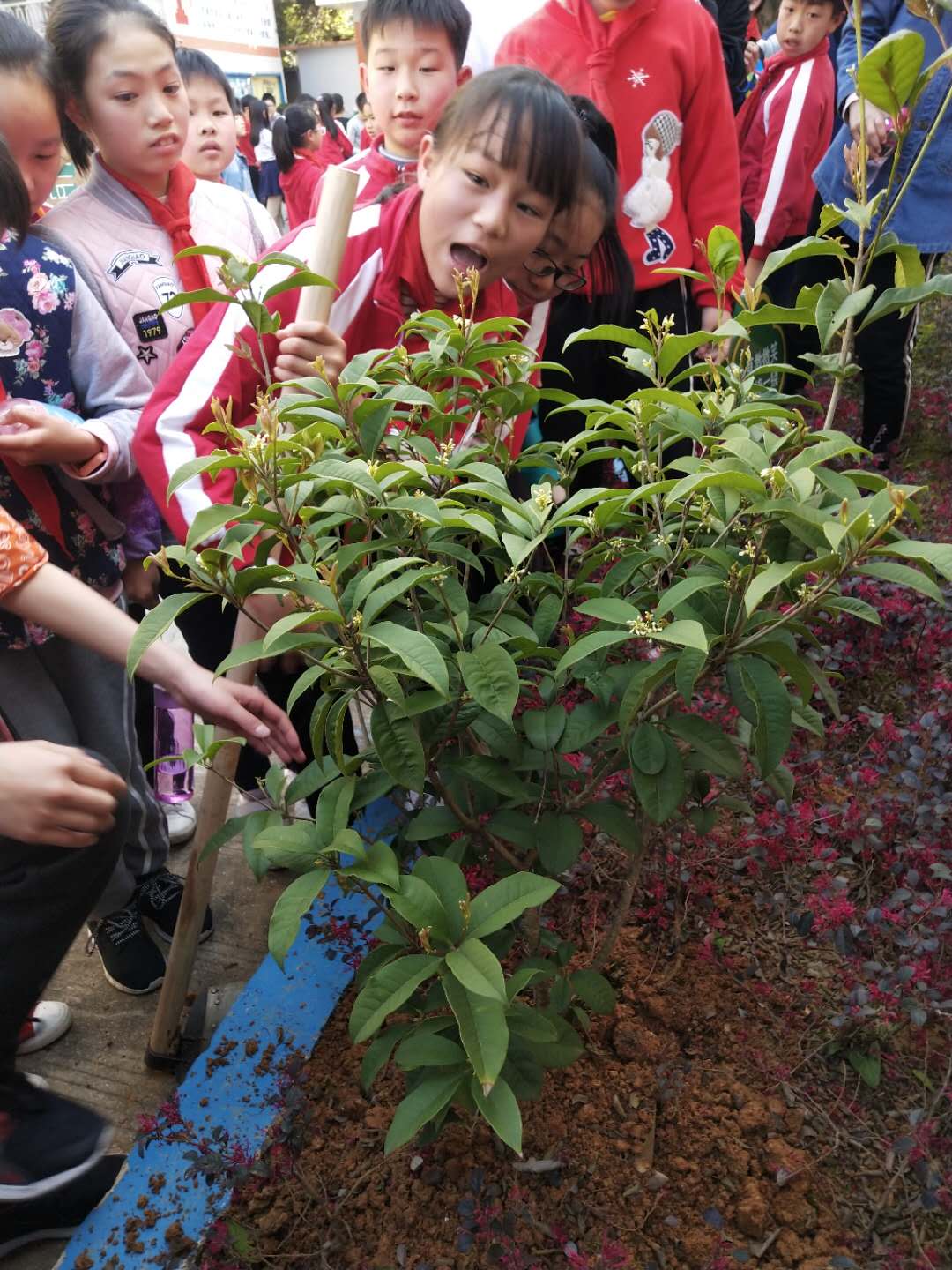 植树节活动照片照片-微信图片_20190312222353