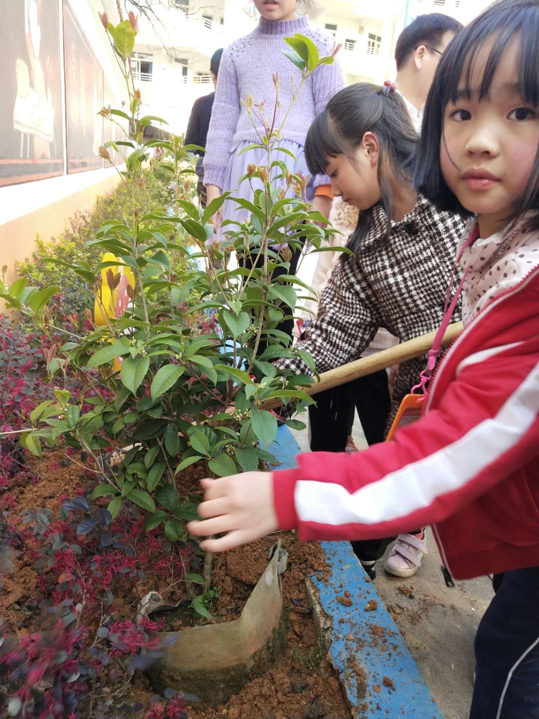 植树节活动照片照片-微信图片_20190312222348